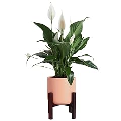 Costa farms premium for sale  Delivered anywhere in USA 