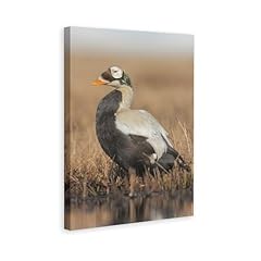 Coast duck spectacled for sale  Delivered anywhere in USA 