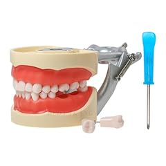 Dental typodont model for sale  Delivered anywhere in USA 