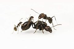 Ants messor barbarus for sale  Delivered anywhere in UK