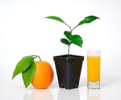 Valencia orange tree for sale  Delivered anywhere in USA 