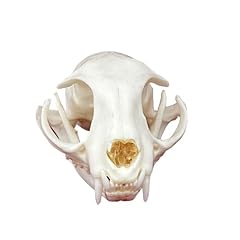 Taxidermy real animals for sale  Delivered anywhere in UK