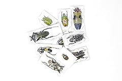 Pack assorted beetles for sale  Delivered anywhere in UK