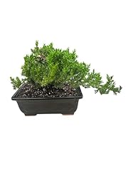 Indoor juniper bonsai for sale  Delivered anywhere in USA 