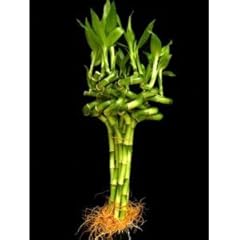 Stalks inches spiral for sale  Delivered anywhere in USA 