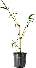 Golden hawaiian bamboo for sale  Delivered anywhere in USA 