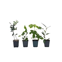 Plant box mediterranen gebraucht kaufen  Wird an jeden Ort in Deutschland
