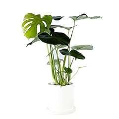 Swiss cheese plant for sale  Delivered anywhere in UK