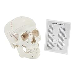 Human skull anatomical for sale  Delivered anywhere in UK