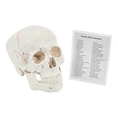 Human skull anatomical for sale  Delivered anywhere in UK