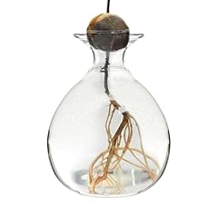 Vase culture avocat d'occasion  Livré partout en France
