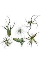 Blooms rainforest grown for sale  Delivered anywhere in USA 