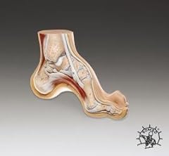 Foot anatomical model for sale  Delivered anywhere in USA 