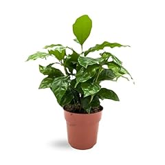 Coffea arabica arabian for sale  Delivered anywhere in UK