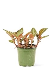 Jewel orchid discolor for sale  Delivered anywhere in USA 