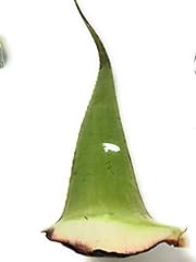 Leaf aloe vera for sale  Delivered anywhere in USA 