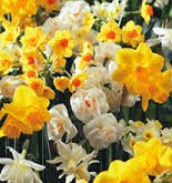 Mixed jonquil daffodils for sale  Delivered anywhere in USA 