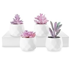 Viverie mini succulents for sale  Delivered anywhere in USA 