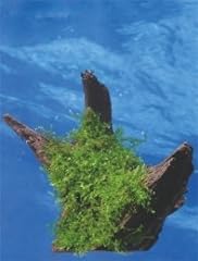 Dennerle java moss for sale  Delivered anywhere in UK
