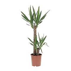 Kentis yucca tronchetto usato  Spedito ovunque in Italia 