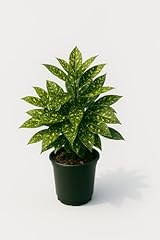 Gold dust aucuba for sale  Delivered anywhere in USA 