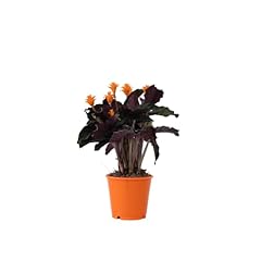 Plant box calathea gebraucht kaufen  Wird an jeden Ort in Deutschland
