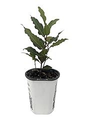 Bay laurel herb for sale  Delivered anywhere in USA 