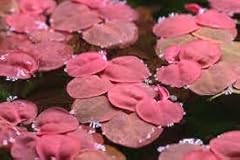 Red root floater for sale  Delivered anywhere in UK
