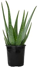 Live aloe vera for sale  Delivered anywhere in USA 