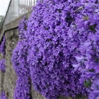 Campanula garganica cottage for sale  Delivered anywhere in Ireland