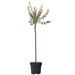 Plant box saule d'occasion  Livré partout en France
