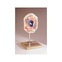 Somso animal cell for sale  Delivered anywhere in USA 