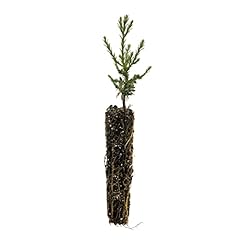 Giant sequoia small for sale  Delivered anywhere in USA 