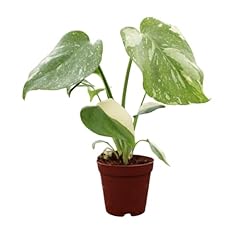 Monstera thai constellation for sale  Delivered anywhere in USA 