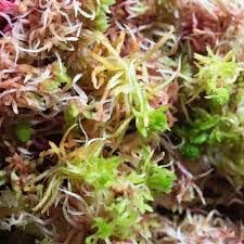 100g live sphagnum for sale  Delivered anywhere in UK
