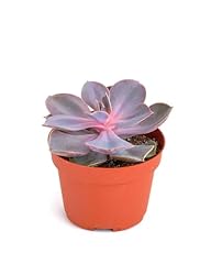 Shop succulents echeveria for sale  Delivered anywhere in USA 