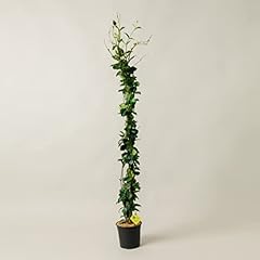 Plantì gelsomino rincospermun usato  Spedito ovunque in Italia 
