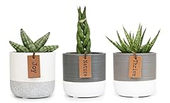 Snake plant live for sale  Delivered anywhere in USA 