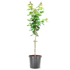Maple autumn blaze for sale  Delivered anywhere in USA 