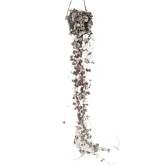 Plant box ceropegia d'occasion  Livré partout en France