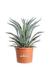 Pianta agave desmettiana usato  Spedito ovunque in Italia 