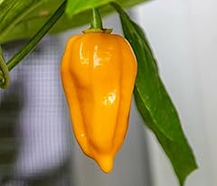 Dorset naga orange for sale  Delivered anywhere in UK