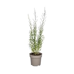 Perovskia atriplicifolia 60cm d'occasion  Livré partout en Belgiqu