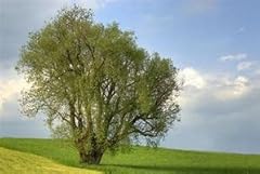 Generic willow acacia for sale  Delivered anywhere in USA 