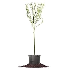 Perfect plants cork for sale  Delivered anywhere in USA 