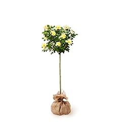 Brighter blooms sunny for sale  Delivered anywhere in USA 