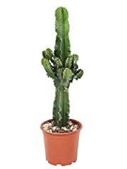 Plant in a Box - Euphorbia Eritrea - Cactus - Pianta da appartamento - Vaso 17cm - Altezza 50-60cm, usato usato  Spedito ovunque in Italia 
