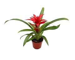 Bromeliad red orange for sale  Delivered anywhere in USA 