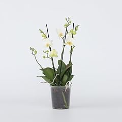 Plant box phalaenopsis d'occasion  Livré partout en France