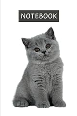 Blue british shorthair usato  Spedito ovunque in Italia 